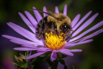 Profile view of a Common Eastern Bumble Bee, (Bombus impatiens) happily feasting on the nectar of a purple aster. Raleigh, North Carolina. - obrazy, fototapety, plakaty