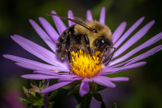 Profile view of a Common Eastern Bumble Bee, (Bombus impatiens) happily feasting on the nectar of a purple aster. Raleigh, North Carolina.