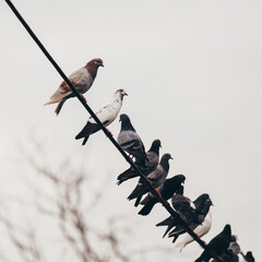 bird on a wire
