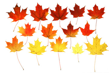 colorful autumn maple leaves isolated on white background