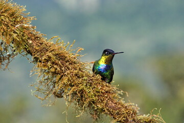 Fiery-throated hummingbird (Panterpe insignis) perched on a mossy branch at the high altitude Paraiso Quetzal Lodge, outside of San Jose, Costa Rica