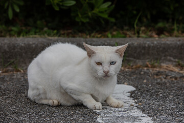 Naklejka na ściany i meble 沖縄本島の野良猫