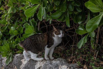 沖縄本島の野良猫