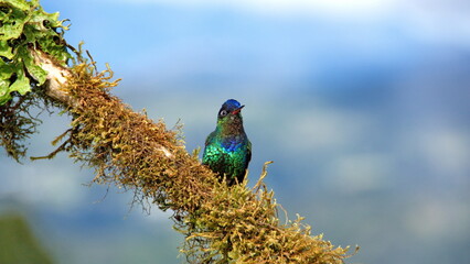 Fiery-throated hummingbird (Panterpe insignis) perched on a mossy branch at the high altitude Paraiso Quetzal Lodge, outside of San Jose, Costa Rica