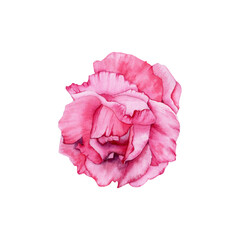 Watercolor Rose flower isolated illustration