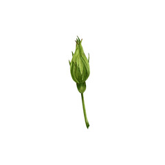 Watercolor Rose flower bud isolated illustration