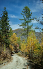 Fototapeta na wymiar nature of the Altai mountains