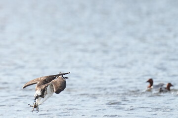 osprey is hunting a fish