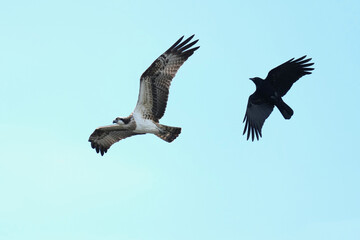 Fototapeta na wymiar crow is moving osprey