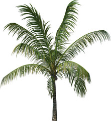 Fototapeta premium Coconut tree palm cutout