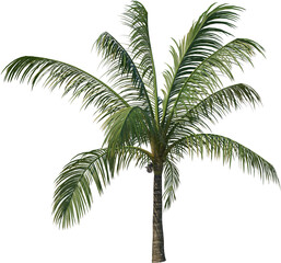 Fototapeta na wymiar Coconut tree palm cutout