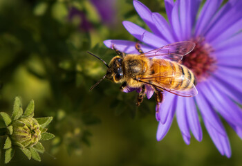 Honeybee in Flight Over a Purple Daisy