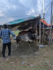 An animal market for cows 