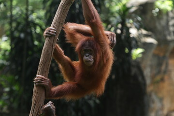 Orangutan in action