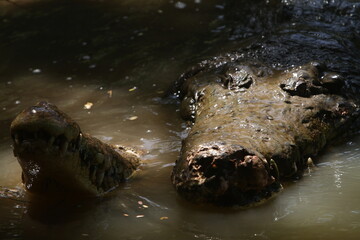 crocodile in the water