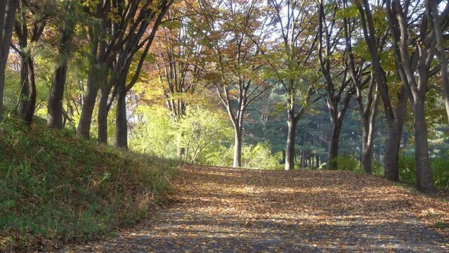 autumn forest path colored with autumn leaves