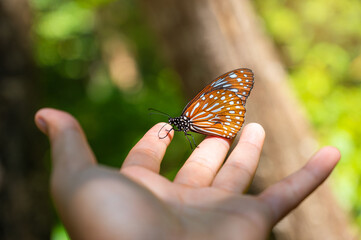 Monarch butterfly lands on a man's hand in Nature. © stpadcharin