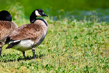 A Canadian goose beside a pond.