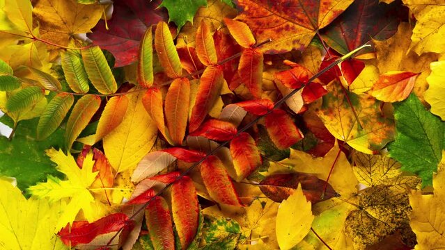 Autumn stop motion leaves in white paper for text. Stop motion. 
Bright leaf fall autumn holidays halloween concept with copy space