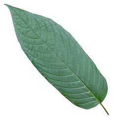 Kratom leaves transparent.