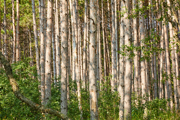 Forest with tall white bark trees growing straight up to the sky in Northern Minnesota USA