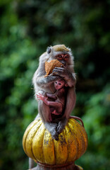 Affe mit Baby Malaysia 