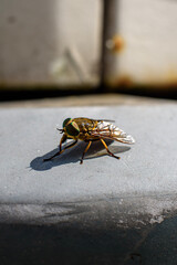 Horsefly 2