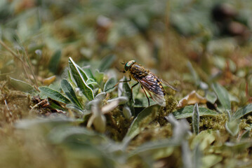 Horsefly