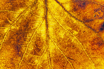  Close-up of Autumn Aspen Leaf