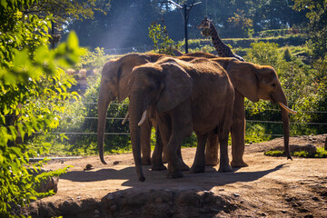 Fototapeta na wymiar Elephants in the zoo