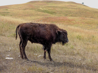 Bison calf in Custer State Park in South Dakota