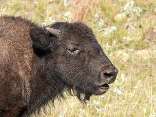 Bison calf in Custer State Park in South Dakota