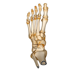3D rendering  of the foot bones isolated on white background. Clipping path.