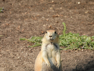 Naklejka na ściany i meble Black tailed prairie dog in White Horse Hill National Game Preserve