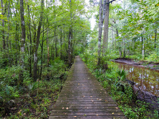 Boardwalk through a forest in Georgia