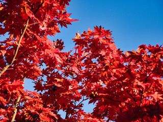 朱の紅葉