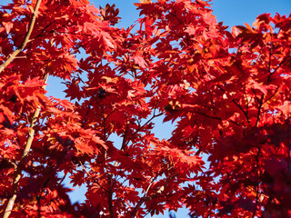 朱の紅葉