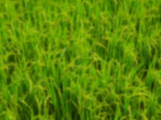 Blurred green nature or rice plant background