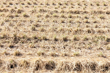 稲刈り後の田んぼ　田舎風景