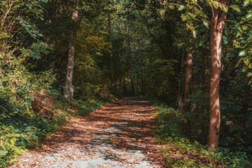 An empty road through the forest on an autumn day. A dirt road in yellow fallen leaves through a deciduous forest. The road through the autumn forest.
