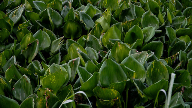 Eichhornia crassipes or water hyacinth plant that covered the water surface - Foliage background