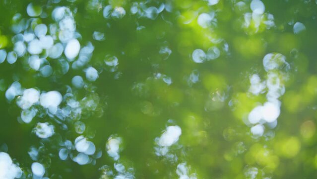 Light shining on tree leaves. Bokeh, forest and trees or greens in the summer. Blur.