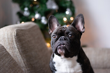 french bulldog puppy