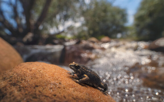 A Bibron's toadlet (Pseudophryne bibronii) on a rock with a natural scenic landscape background with flowing water, trees and sky