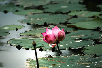 Beautiful pink waterlily or lotus flower in pond. Blooming in nature.And Lotus leaves with drops of...