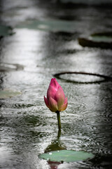 Beautiful pink waterlily or lotus flower in pond in the rain.And Lotus leaves with drops of water.