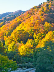 Fototapeta premium 矢木沢ダム周辺の紅葉