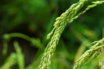 Green rice grains that are close to being harvested