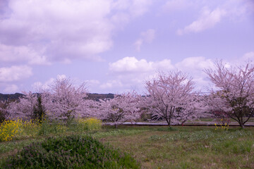 Sakura and the railroad and the sky