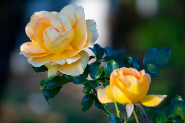 Fototapeta premium 薔薇